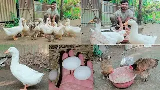 হাঁস গুলোকে কি খাওয়াইয়া এত দ্রুত বড় করলাম? ,🪿😱 #ducklingspro #banglavlog #duck #duckfarming 