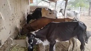 Lida com gado na cocheira! #fazenda #pecuarista #gado 