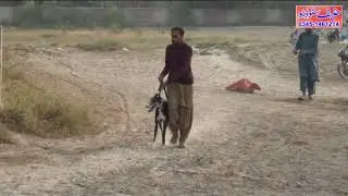 17 Nov 18 Shikari kutte ki dor in ruj pur club