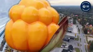 Ranua valmiina Oulu2026 avajaisiin!