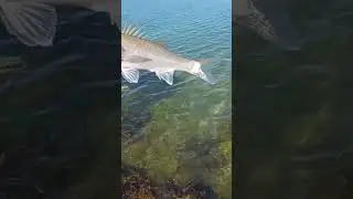 jolie bar #bass #fish #fishing #poisson #lure #nature #peche #trout #leurre #rivi&egrave;re #bar #pike