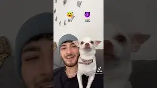 Chihuahuas are such a surprising breed😂