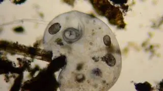 Stentor lithophage