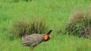Attwater's prairie chicken booming at National Refuge