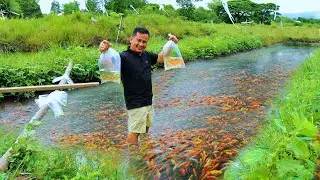 FISH FARMING(Harvesting & Transferring)-Thousands of GOLDFISH FRY transfer to a bigger grow-out tank