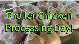 Broiler Chicken Processing Tutorial. How 2 People Process Over 4000 LBS Of Chicken Per Season.