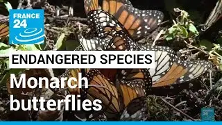 Biodiversity: Migratory monarch butterflies list as endangered species &bull; FRANCE 24 English
