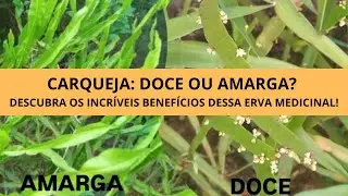CARQUEJA: DOCE OU AMARGA? DESCUBRA OS INCR&Iacute;VEIS BENEF&Iacute;CIOS DESSA ERVA MEDICINAL!