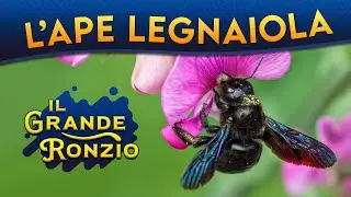 L'Ape legnaiola: il grande ronzìo ► Puntata 154