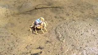 Soldier Crab at Basin 02 - Sydney NSW