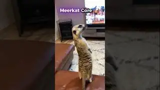 Meerkat Core 🦦