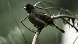 Birding with Fujifilm XT4 + 100-400mm lens (Collared Finchbill)