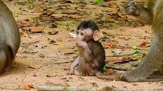 Aron kidnap Ara monkey, Anna attacked baby Ara 75