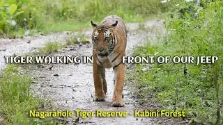 Nagarhole Tiger Reserve Jeep Safari / Tiger Sighting at Kabini / Wild Dogs Sighting