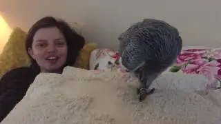 Cody The African Grey Rescue Hangs Out | PARROT TALK