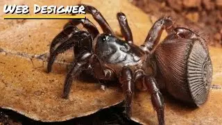 What Makes the Chinese Hourglass SPIDER So Unique?