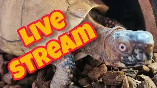 Turtle-Vision (Beard and Goldie)