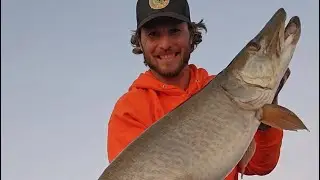 Big musky caught because of my Garmin side imaging GT56 #muskyfishing #garminmarine  #fishing #musky