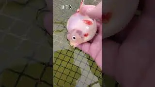 why this ryukin goldfish is not show quality