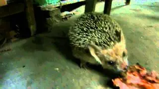 Веня и кость автор mdanet