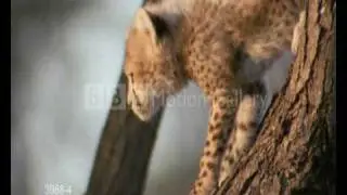 Save The Cheetah