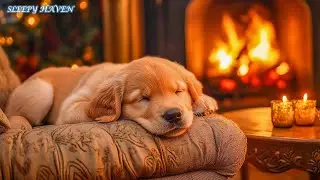 Soft Music for Dogs 🐕💖 Keep Your Dog Calm, Relaxed & Stress-Free