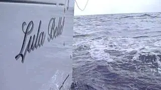 Lula Belle Dolplins