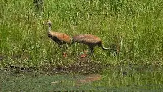Sandhill Crane Parents Feeding Chicks