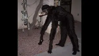 Wolfman Greg (+Zoinks AU)
