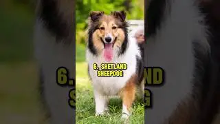 Top 10 Smartest Dog Breeds 🎓🐩 #smartestdogbreeds