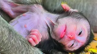 Most sweet... tries comfort baby monkey by love#babymonkey #cutebabymonkey