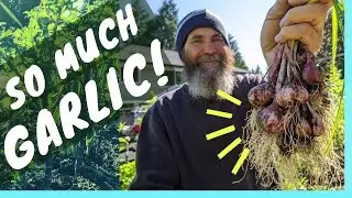 HARVESTING GARLIC in my BACKYARD &ndash; Gardening in Canada