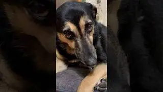 Человек,оставайся Человеком&hellip;Люся просит тебя об этом🙏🐾 #собака #животные #собаки #люся #моясобака