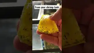 How to catch scuds shrimp tank #youtube #shorts #foryou #animals #video #aquarium #fish #music