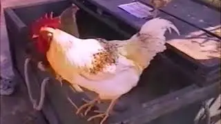 10 Hours of Rooster Sounds