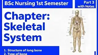 Skeletal System Made Easy | BSc Nursing 1st Year #bscnursing #handwrittennotes #viralvideo #anatomy 