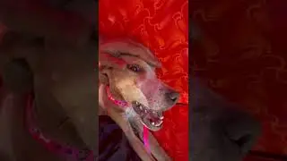 Lil puppy feeling unconscious #helping #help #dog #dogs
