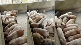 Daily routine for my many pig #farming #pig #farmer #backyardfarming #dailyroutine 