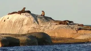 Bicheno Blowhole and Australian Fur Seals