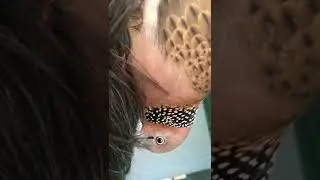 Spotted doves pupils are amazing 🕊#amazing #beautiful #dove