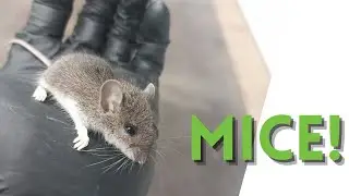 Don&rsquo;t Ignore This Entry Point. Mice LOVE It. | Skedaddle Humane Wildlife Control London