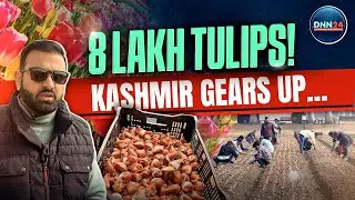 Why the 2026 Tulip Show May Break All Records, Exclusive Look at Kashmir&rsquo;s Winter Sowing