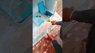 Baby cobra Snake in the City? Don&rsquo;t Kill &ndash; Just Call Snake Pranesh Kampli! - 7676544853 #shorts