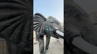 Cute Elephant Crying 😭❤️|