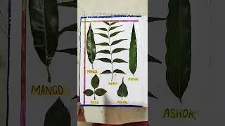 Leaves project class 3