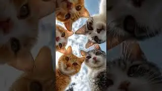 What is this guys😮 #cat #cute #pets #kitten #kucingcomel #comel #catwalktour #cuteanimal #pretty