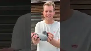 Super Champion Pigeon Race #pigeon #racingpigeon #kalapati #belgium  #duiven #kabootar #pigeonsport
