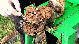 59!! Good action!! Cleaning mud and remove the steel stuck in cow hoof