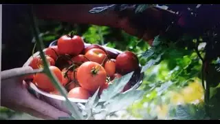 My village home garden,