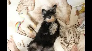 Как может бодрить душ Цвергшнауцера! / Invigorating shower